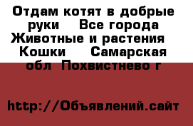 Отдам котят в добрые руки. - Все города Животные и растения » Кошки   . Самарская обл.,Похвистнево г.